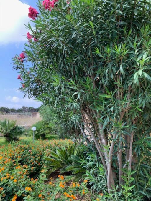 Villa Maveda, Un Dammuso Immerso Nel Verde Λαμπεντούζα Εξωτερικό φωτογραφία